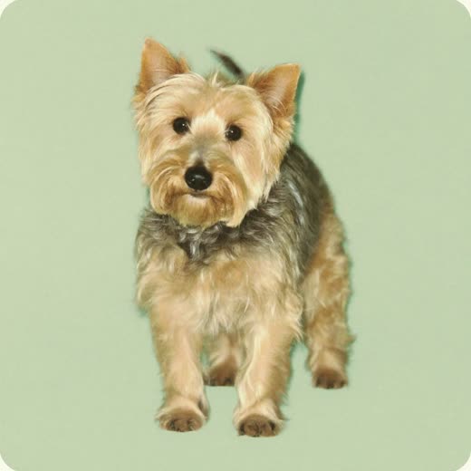 A small terrier standing groomed against a plain pastel backdrop