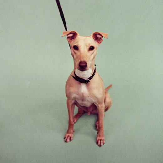 A dog on a lead sitting alert on a plain pastel backdrop